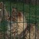 В Темрюкском районе краснокнижные животные содержались в зоопарках без документов - ГТРК Кубань