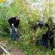 Сургут активно засаживают экспериментальными растениями - UGRA-NEWS